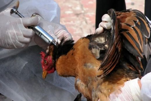 شیوع آنفلوآنزای فوق حاد پرندگان در ترکیه/ ایران  ایمن است