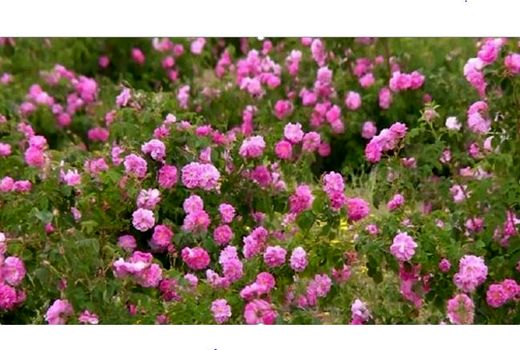 برداشت ۳۵۰ تن گل محمدی از گلستان های خراسان شمالی  در سال جاری