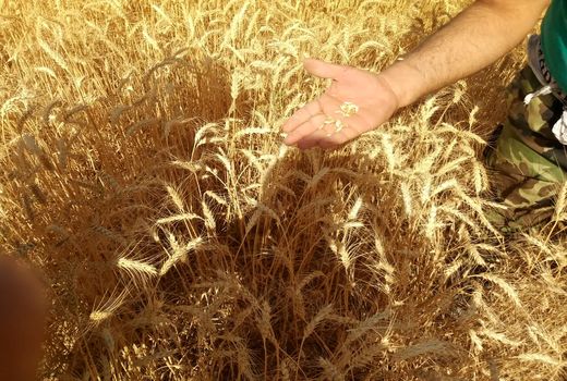  پایان برداشت گندم در کارون