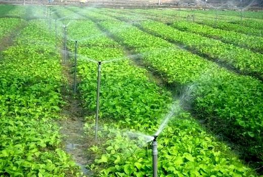 پیگیری برای تحقق کشاورزی تجاری خراسان جنوبی