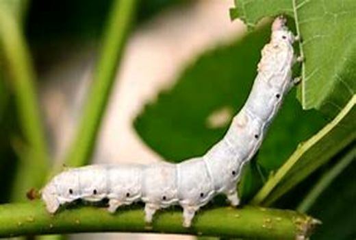 ظرفیت بالای چهارمحال و بختیاری در صنعت نوغانداری