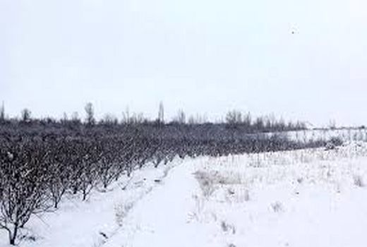 مبارزه زراعی زمستانه در سطح مزارع و باغات استان خراسان شمالی انجام می شود