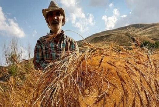 پرداخت مطالبات گندم‌کاران یزدی به‌زودی انجام خواهد شد