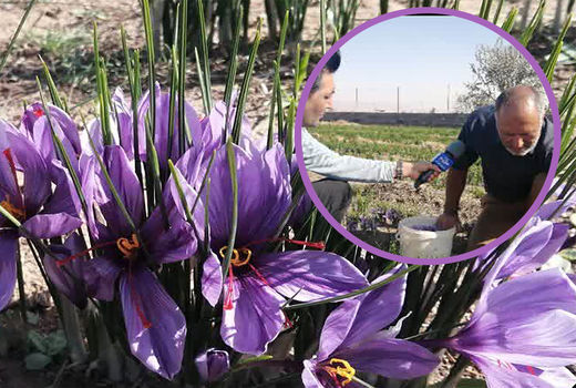برداشت زعفران از مزارع شهرستان آران و بیدگل
