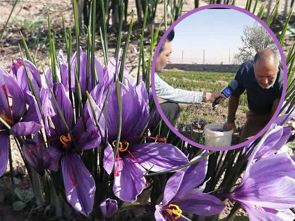 برداشت زعفران از مزارع شهرستان آران و بیدگل