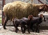 افزایش راندمان بره دهی با  اجرای طرح اصلاح نژاد دام سبک 