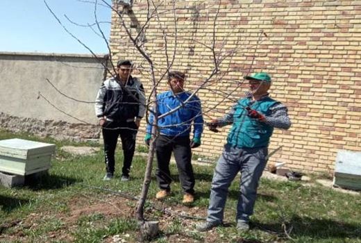 هرس دو هزار هکتار از باغات شهرستان هشترود