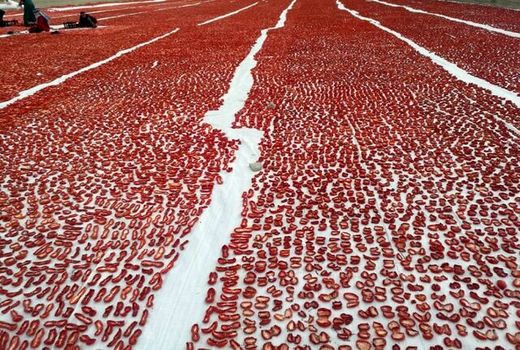 خلاقیت کشاورز مانه و سملقانی ارزش افزوده گوجه فرنگی را زیاد کرد