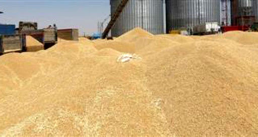 خریداری بیش از 1.3 میلیون تن گندم توسط تشکل‌های تعاون روستایی