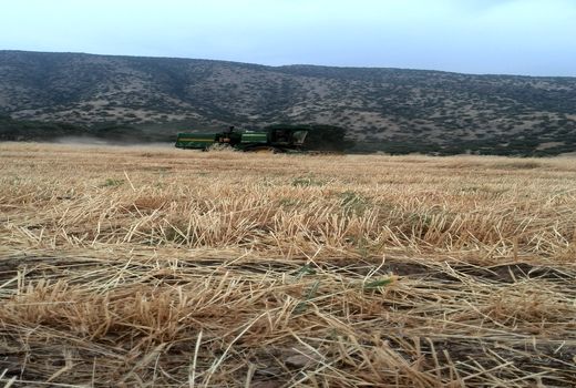 برداشت غلات در شهرستان سیروان آغاز شد