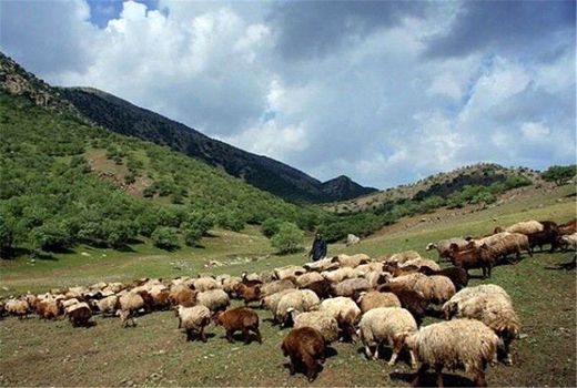 طرح مدیریت چرای دام در مراتع چهارمحال و بختیاری اجرا شد