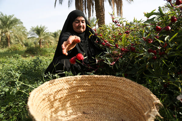 برداشت چای از نخلستان‌های علوه 
