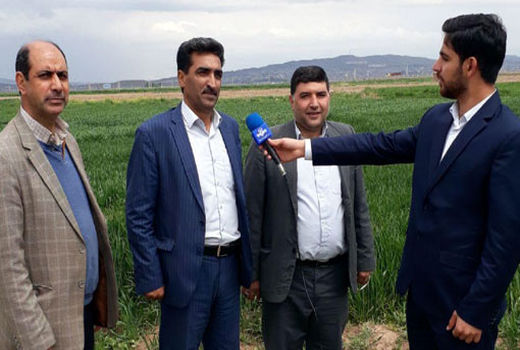 اجرای طرح پی وی اس گندم آبی در شهرستان جلفا