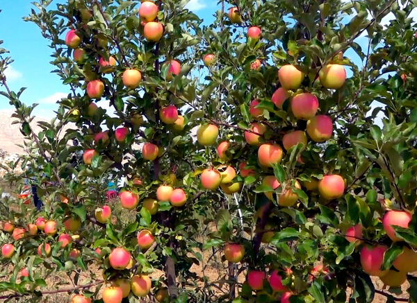  اهر سومین شهرستان تولیدکننده سیب در آذربایجان شرقی