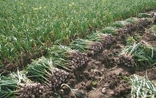 ۲۵۲تن سیر در مزارع کشاورزی شهرستان البرز تولید می‌شود