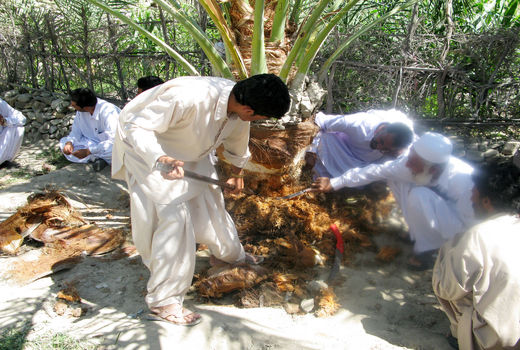 مبارزه باسوسک حنایی در 8 هزارهکتار از نخلستان‌های سیستان و بلوچستان