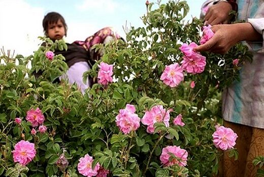 ۵ تن گل محمدی از گلستانهای رفسنجان در سال جاری 