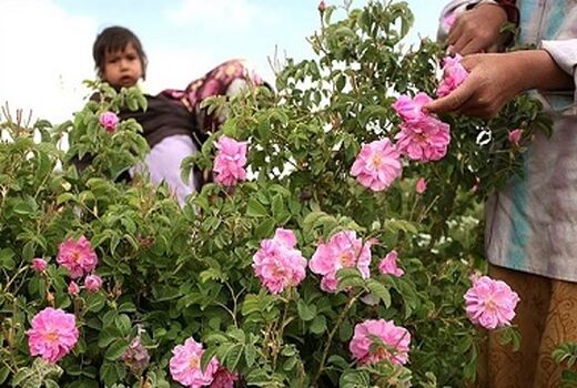 ۵ تن گل محمدی از گلستانهای رفسنجان در سال جاری 