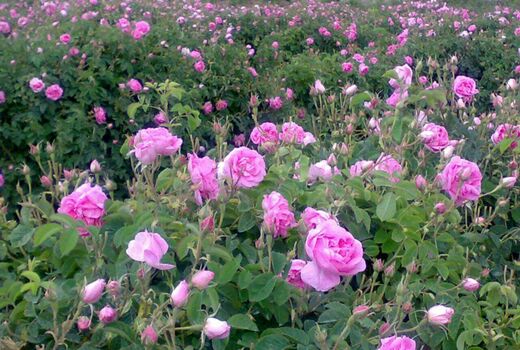 آغاز برداشت گل محمدی از ۱۲۵ هکتار ازباغات آران وبیدگل
