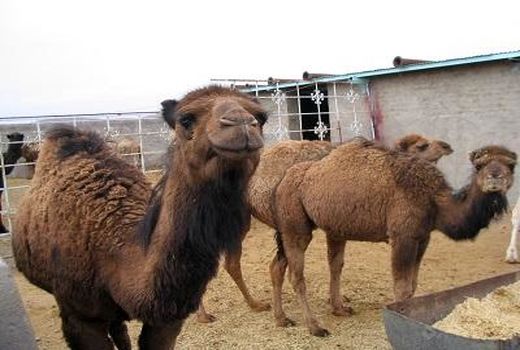 راه‌اندازی یک فارم پرورش شتر درآباده 