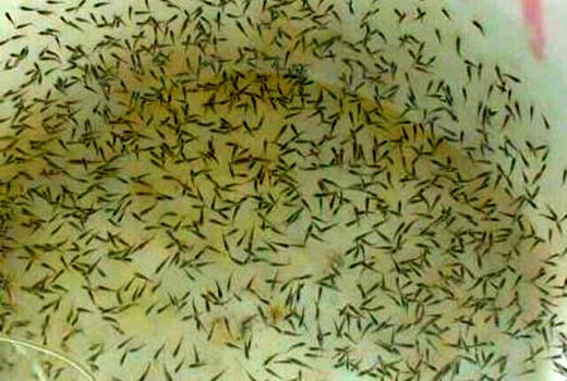 تولید ۲.۲ میلیارد قطعه بچه میگو در استان بوشهر آغاز شد 