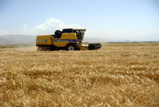 خرید تضمینی سه هزار و ۴۰۰ تن جو تضمینی از کشاورزان استان قزوین