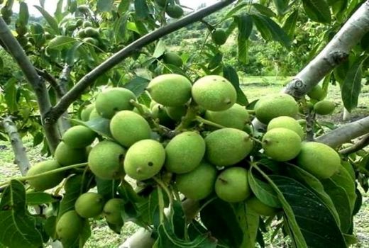 اجرای طرح سرشاخه کاری درختان گردو در کوهرنگ