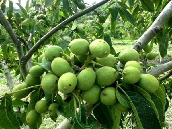 اجرای طرح سرشاخه کاری درختان گردو در کوهرنگ