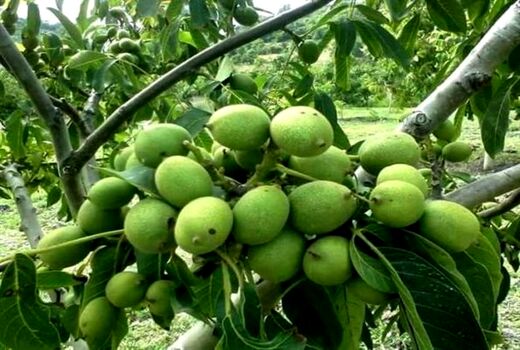 اجرای طرح سرشاخه کاری درختان گردو در کوهرنگ