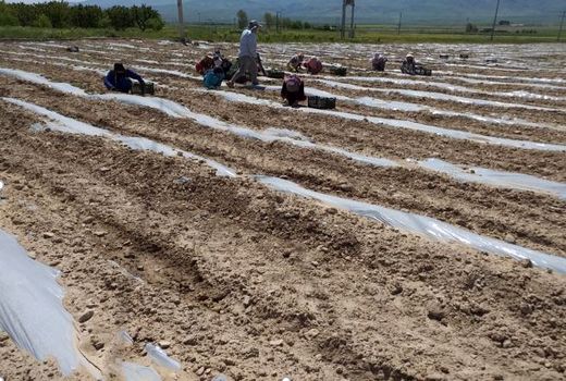 آغاز کشت گوجه فرنگی در اراضی مانه و سملقان