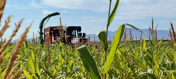 بزرگ‌ترین چالش کشاورزی  کم‌آبی و بهره‌وری پایین آب است 