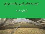 توصیه‌های فنی زراعت برنج
