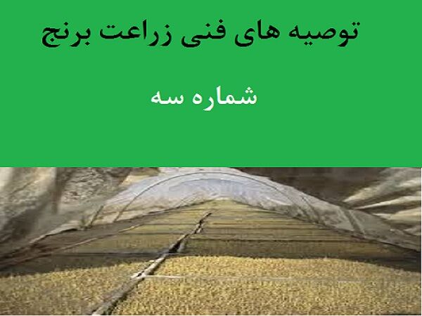 توصیه‌های فنی زراعت برنج
