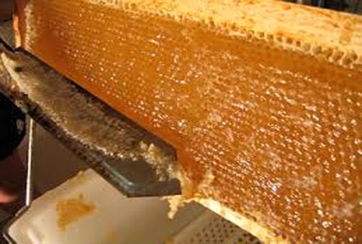 آغاز برداشت عسل بهاره در خراسان شمالی