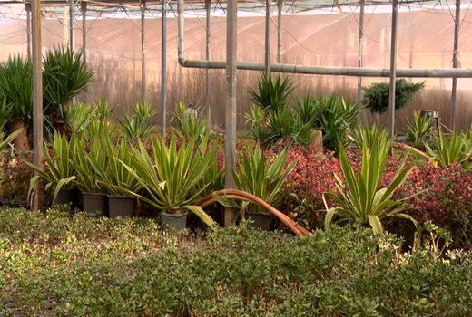 راه اندازی واحد تولید آناناس در کاشان