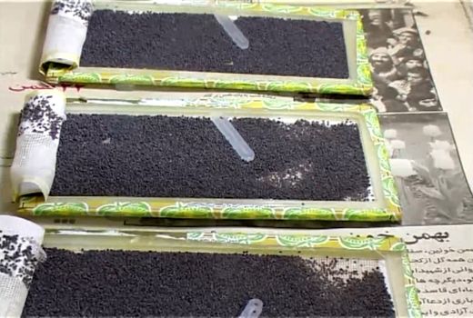 آغاز توزیع تخم نوغان از اواخر فروردین در خراسان شمالی