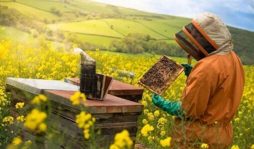 زنبورعسل ۹۰ برابر ارزش عسل، در تولیدات کشاورزی نقش دارد