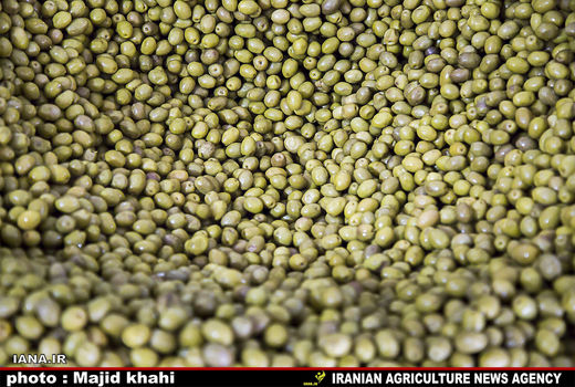 750 هکتار باغات زیتون بارور در اصفهان وجود دارد