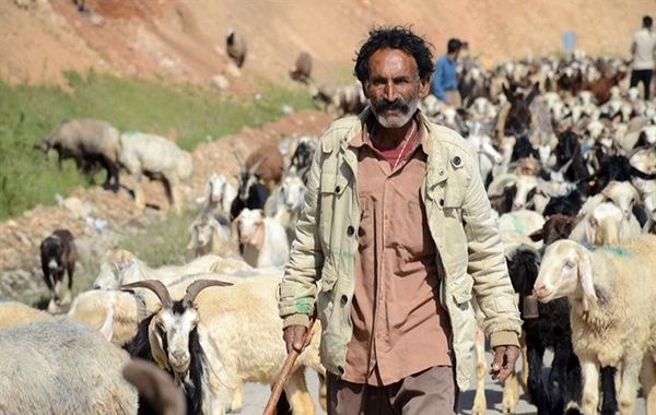 خرید بیش از یک‌هزار راس دام مازاد عشایر در چهارمحال و بختیاری