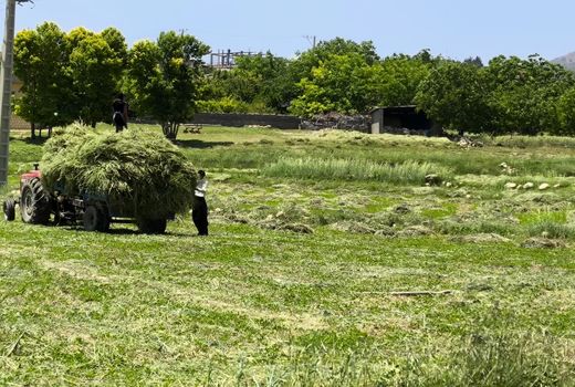 افزایش چهار برابری تولید جو علوفه‌ای در بیضا