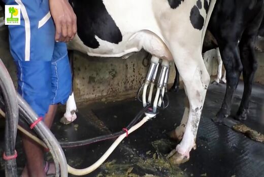 بررسی مسائل و مشکلات مجتمع گاو شیری چاری باغین 