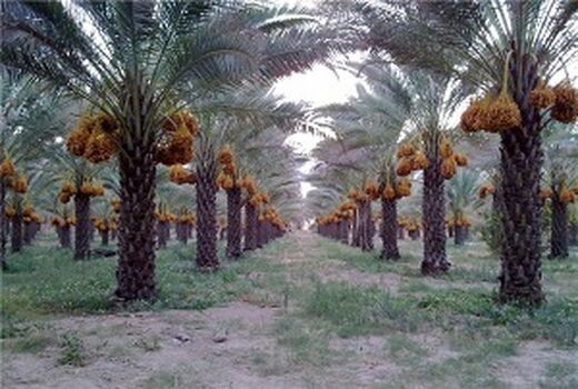 افزایش ۵۲ درصدی قیمت خرید توافقی خرما نسبت به سال قبل برای حمایت از نخلدارن خوزستان
