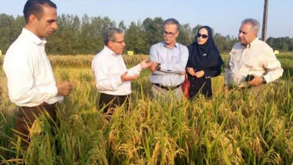 تقویت زنجیره تولید بذر برنج در گیلان با توسعه ارقام تاب‌آور