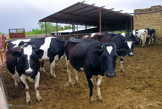 12926 تلقیح مصنوعی گاو در خراسان شمالی انجام شد