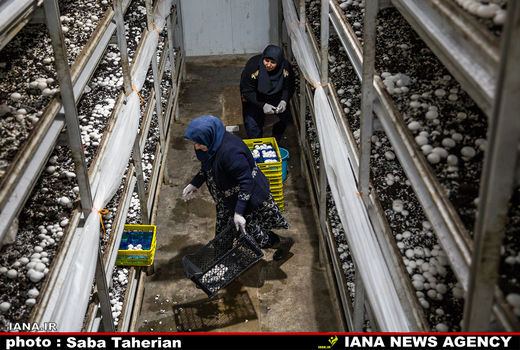 صنعت غذا در خطر رکود تورمی