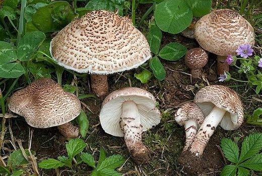 تهدیدی پنهان در دل طبیعت