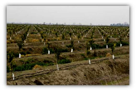 522 هکتار اراضی کشاورزی بابلسر به سیستم آبیاری کم فشار مجهز شد