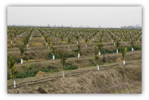 522 هکتار اراضی کشاورزی بابلسر به سیستم آبیاری کم فشار مجهز شد