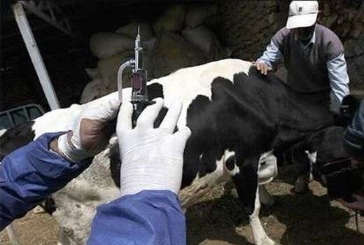 واکسیناسیون بیش از ۶۵۹ هزار رأس دام سبک و سنگین طی امسال در بجنورد