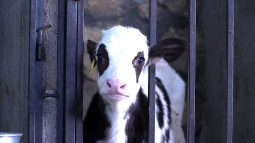 سهم  ۲۵ درصدی شهرستان شهرکرد از تولیدات بخش کشاورزی چهارمحال و بختیاری 